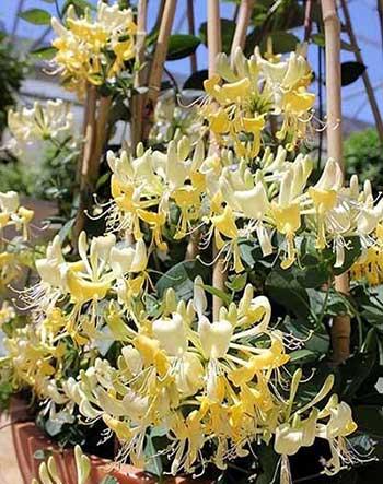 容易养的花卉