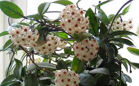 球兰花卉怎样养护
