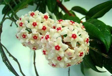 球兰花卉怎样养护