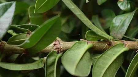 哪些植物用茎繁殖