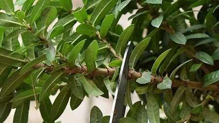 哪些植物用茎繁殖
