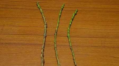 哪些植物用茎繁殖
