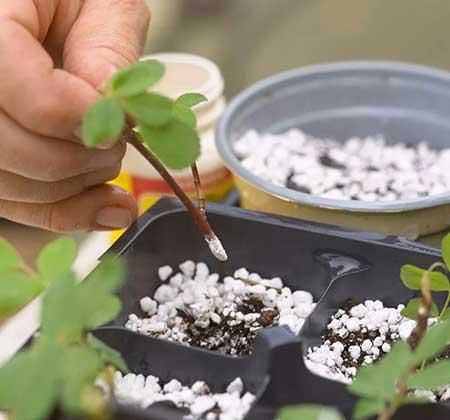 哪些植物用茎繁殖