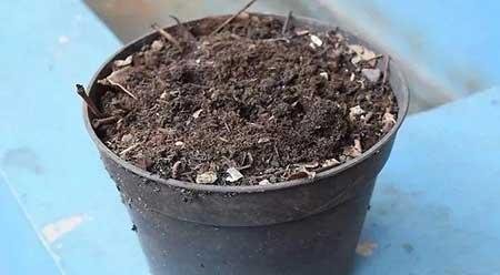 哪些植物用茎繁殖
