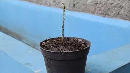 哪些植物用茎繁殖
