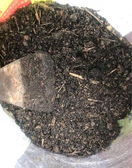 绿植绣球养殖方法