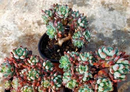 绿植小苹果花怎么养