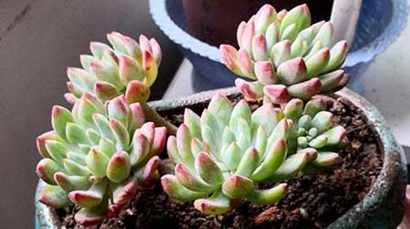 绿植小苹果花怎么养