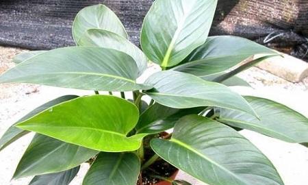 绿植金钻的养殖方法