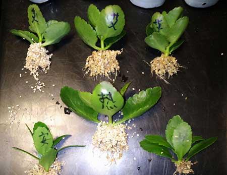 落地生根的花怎么养
