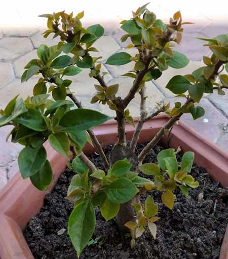 落地生根的花怎么养