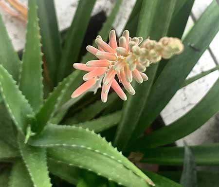 芦荟盆栽怎么养长得好