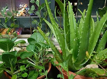 芦荟盆栽怎么养长得好