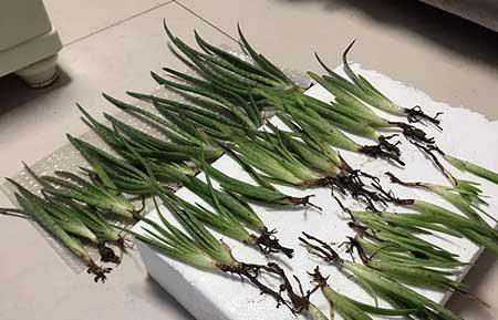 芦荟盆栽怎么养长得好
