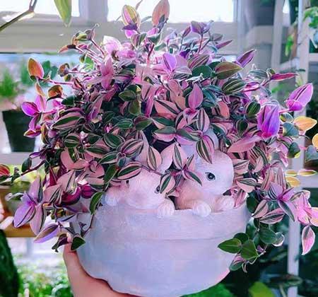 客厅养植物