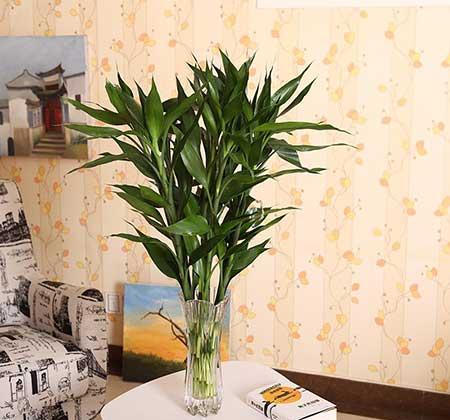 客厅养植物