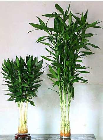 客厅养植物