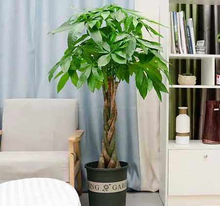 客厅养植物