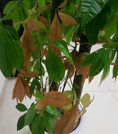 客厅养植物