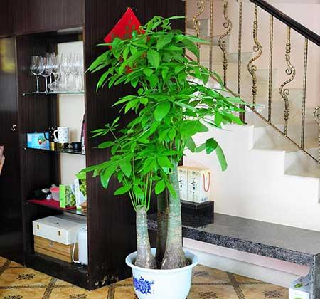 客厅养植物