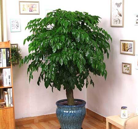 客厅养植物