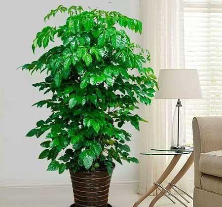 客厅养植物