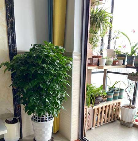 客厅养植物