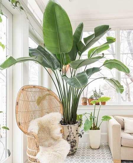客厅养植物