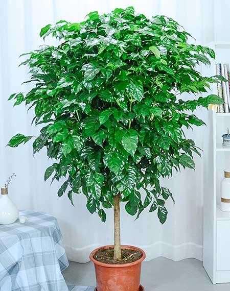 客厅养植物