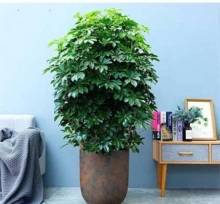 客厅养植物