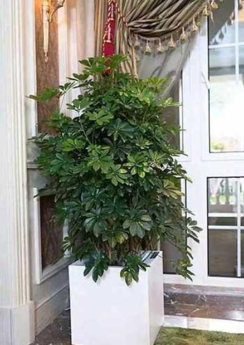 客厅养植物