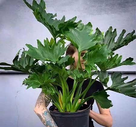 客厅养植物