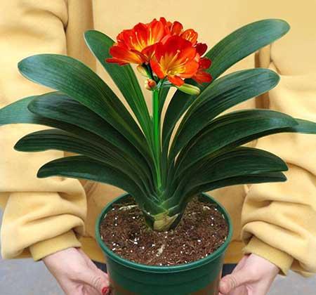 客厅养植物