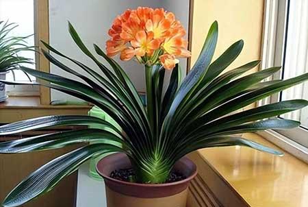 客厅养植物