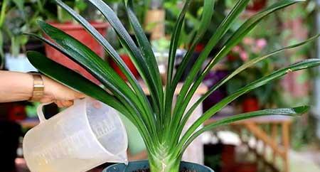 客厅养植物