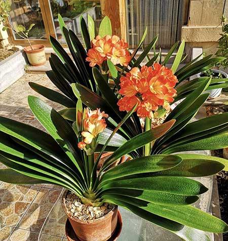 客厅养植物