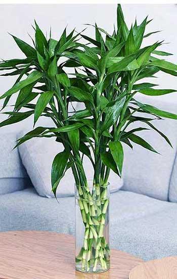 客厅养植物