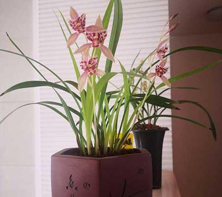 可以养在阳台的植物