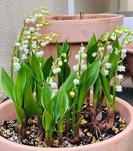 可以养在阳台的植物