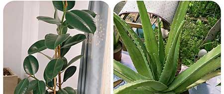 可以养在阳台的植物