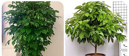 可以养在阳台的植物