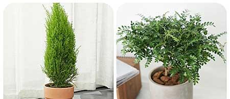 可以养在阳台的植物
