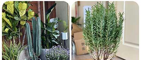 可以养在阳台的植物