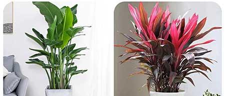 可以养在阳台的植物