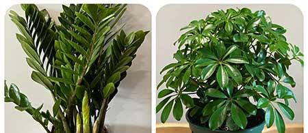 可以养在阳台的植物