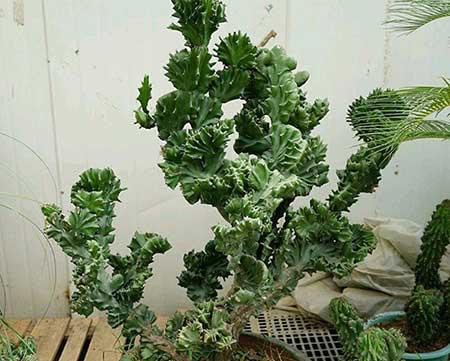 可以养在阳台的植物