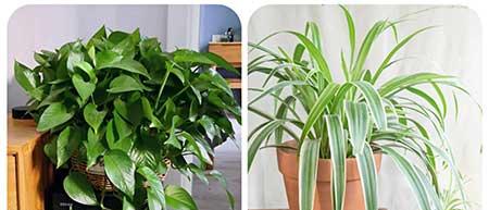 可以养在阳台的植物