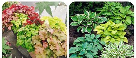 可以养在阳台的植物