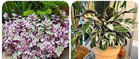 可以养在阳台的植物