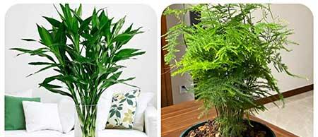 可以养在阳台的植物